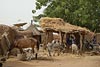 Mali_Stop-Sahel-478